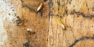 Unlike other termites drywood termites do not need a source of water. How Do I Know If My Home Has Drywood Termites