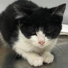 Available Pets At Community Humane Shelter Of Steuben County In Angola Indiana Angola Indiana Shelter Pets