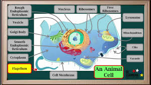 Different kinds of animals have different numbers of cells, but animal cells have a number of other structures that plant cells don't have, including centrioles, lysosomes, cilia, and flagella. Wcln Cell Organelles Biology Youtube