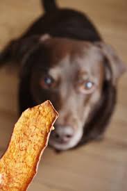 Chien Et Patate Douce Recettes De Biscuits Pour Chien Biscuits Pour Chiens Maison Pour Chien