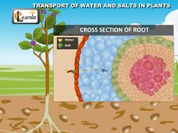 Water uptake and transport across the root they grow between soil particles and absorb water and minerals from the soil. Transport Of Water And Salts In Plants Science Youtube