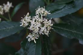 Image result for Tarenna