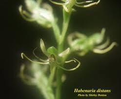 Image result for Habenaria disparilis