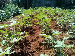 Your story must be 50 words exactly (not including the title) and you must include at least two adverbs. Best Indigenous Vegetables To Grow In Your Organic Urban Farm Agcenture