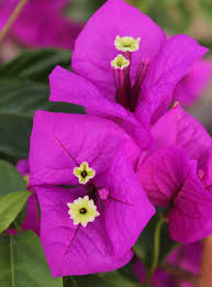 Maybe you would like to learn more about one of these? Elizabeth Angus Arnelia