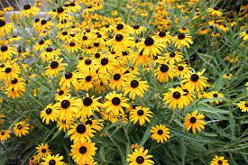 Examples of the annual flowers: Annual Biennial And Perennial What S The Difference Greenview