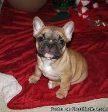 › french bulldogs for sale in ny. French Bulldog Puppies For Sale For Sale In Des Moines Iowa Classified Americanlisted Com