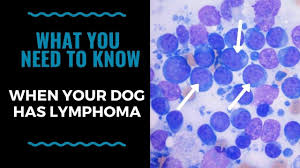 Lymphomas originate from white blood cells that work as part of the immune system to protect your dog's body from infection. What You Need To Know When Your Dog Has Lymphoma Vlog 120 Youtube