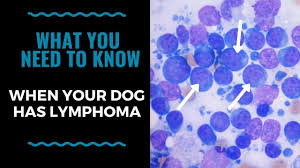 How long can a dog live after being diagnosed with this kind of cancer? What You Need To Know When Your Dog Has Lymphoma Vlog 120 Youtube