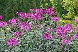 Cleome Houtteana Cleome Grandfather S Whiskers Spider Flower Spider S Legs North Carolina Extension Gardener Plant Toolbox