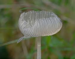 Image result for Coprinus lagopus