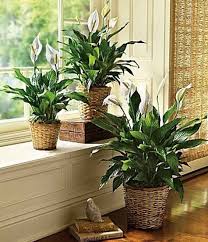 Pin On Gardening Ideas