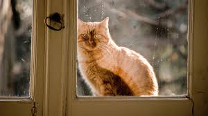 Brain test is a great one and lots of players have. What Research Says About Cats They Re Selfish Unfeeling Environmentally Harmful Creatures Vox