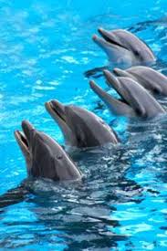 Are Humans The Smartest Animal Animals Baby Dolphins Dolphin Photos
