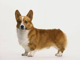 I reserve the right to refuse selling a puppy to. Cute Corgi Puppies For Sale South Africa L2sanpiero