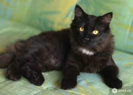 pin na doske voronezhskie kotiki voronezh s cats