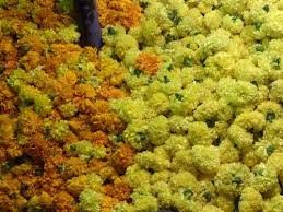 It seems ikea no longer sells these, so you can. Marigold Flowers Marigold Flowers Supplier Exporter India