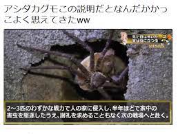 highlandvalley https twitter com zero89046618 status 1025903550470082560 photo 1 ネタ アシダカグモ 昆虫 表現がうまい 艸 ﾌﾟﾌﾟｯ 駐車場の防草対策 虫対策に防草シート 爆笑ネタ 面白いもの 面白い画像