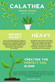 How To Care For Calathea Plants Calathea Plant Calathea Plant Care