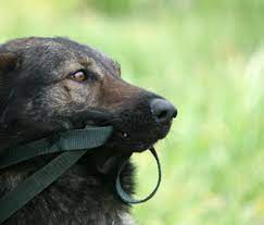 Make sure you teach your dog to drop the rope toy as well like i demo in the video. How Can I Stop My Dog Or Puppy From Biting The Leash