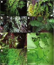 Image result for Crepidomanes inopinatum