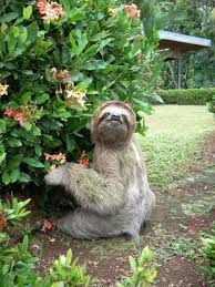 Tembel Hayvan Sloth Cute Sloth Cute Sloth Pictures Cute Baby Sloths