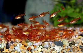 I currently have a betta, five neon tetras, two nerite snails, and three otocinclus cats in a very heavily planted ten gallon. Ember Tetra Aquarium Fish Tropical Freshwater Fish Tetra Fish