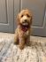 Delaware Labradoodle Puppies For Sale | Delaware Breeders