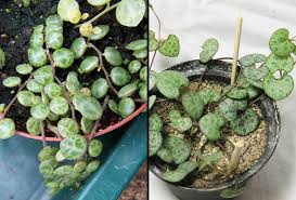 Image result for Ceropegia prostrata