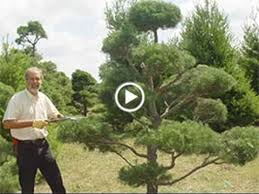 Shop thousands of topiary you'll love at wayfair. How To Prune And Maintain Your Topiary Tree Youtube