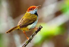 Latih kicau burung flamboyan dengan burung masteran. Suara Burung Flamboyan Betina Siulan Dan Tembakan Burung Bewick S Wren Om Kicau Suara Pikat Betina Jantan Ciblek Buat Pikat Dan Masteran 100 Suara Duet Pikat Cingcoho Jantan Dan Betina Jon Pangestu Download Mp3 Jacquiline Hiett