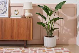 Image result for Strelitzia