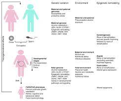 Genetic And Epigenetic Insights Into Fetal Alcohol Spectrum Disorders Genome Medicine Full Text