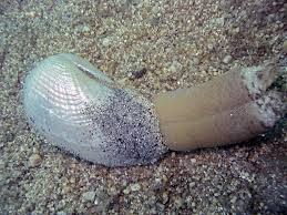 Image result for Dissotis falcipila