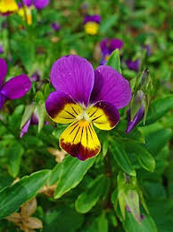 Image result for Viola abyssinica