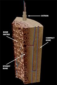 Compact bone, dense bone in which the bony matrix is solidly filled with organic ground substance and inorganic salts, leaving only tiny spaces that contain the osteocytes, or bone cells. 3d Skeletal System Compact Bone Spongy Bone And Osteons Oh My
