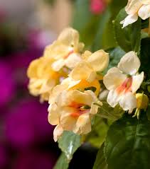 Image result for Impatiens keilii