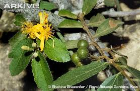 Image result for Grewia glandulosa