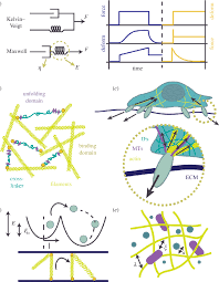 Maybe you would like to learn more about one of these? Models Of Cell Mechanics A Commonly Employed Viscoelastic Models Download Scientific Diagram