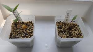 Image result for Raphionacme hirsuta