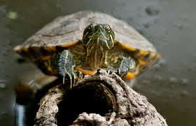 The only exception to this rule is males that have. Breeding Red Eared Sliders Basics