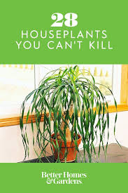 Pin On Indoor Plants We Love