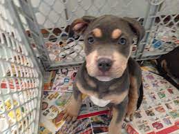 Save 30% on your first autoship order. Pin By Andrew Brooks On Tri Color Pitbull Pitbull Puppies Best Dog Breeds Pitbull Lover