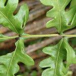 Image result for Pteris similis