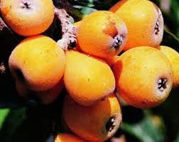 Neflier Tanaka Variete Japonaise Arbre Persistant Tres Fertile Et Vigoureux Supportant Bien La Secheresse Fruits Arbre Persistant Fruitier Petit Fruit