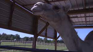 Said the couple provoked the camel and cited them for a leash law violation. Camel Sits On Florida Woman Who Bites Its Testicles To Free Herself Wfla