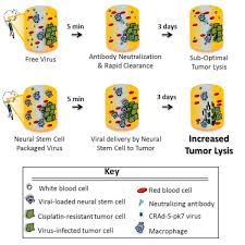 Maybe you would like to learn more about one of these? Enhanced Delivery Of Oncolytic Adenovirus By Neural Stem Cells For Treatment Of Metastatic Ovarian Cancer Molecular Therapy Oncolytics