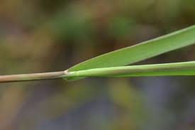 Image result for Agrostis isopholis