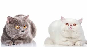 Records indicate that the mayflower carried several cats to hunt ship's rats. British Shorthair British Shorthair Kittens American Shorthair