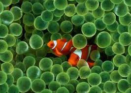 Download Free Clown Fish Clipart In Ai Svg Eps Or Psd